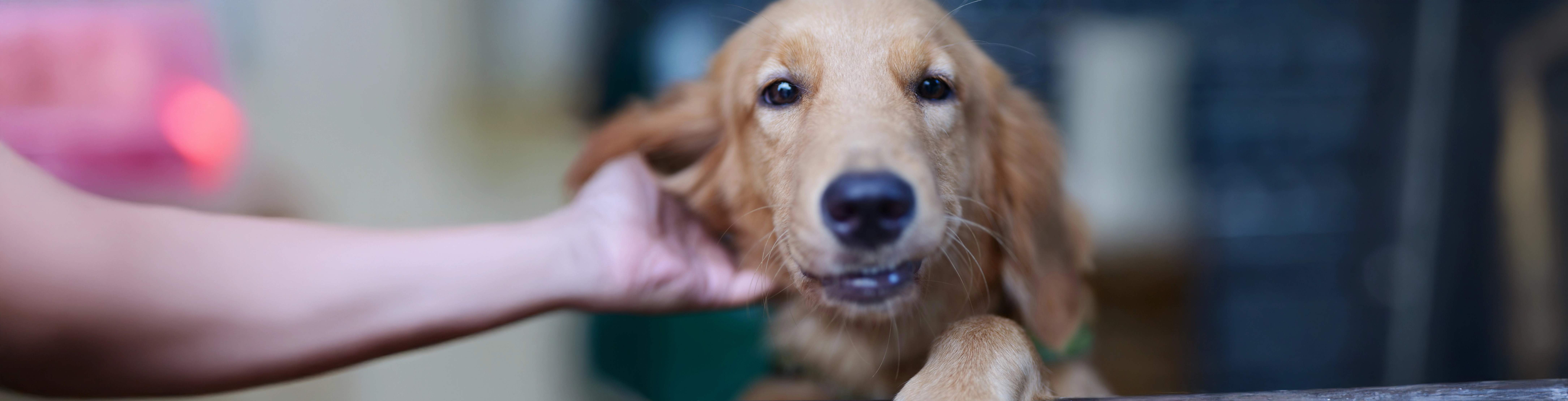 Futtermittel- vs. Milbenallergie beim Hund - was steckt dahinter?