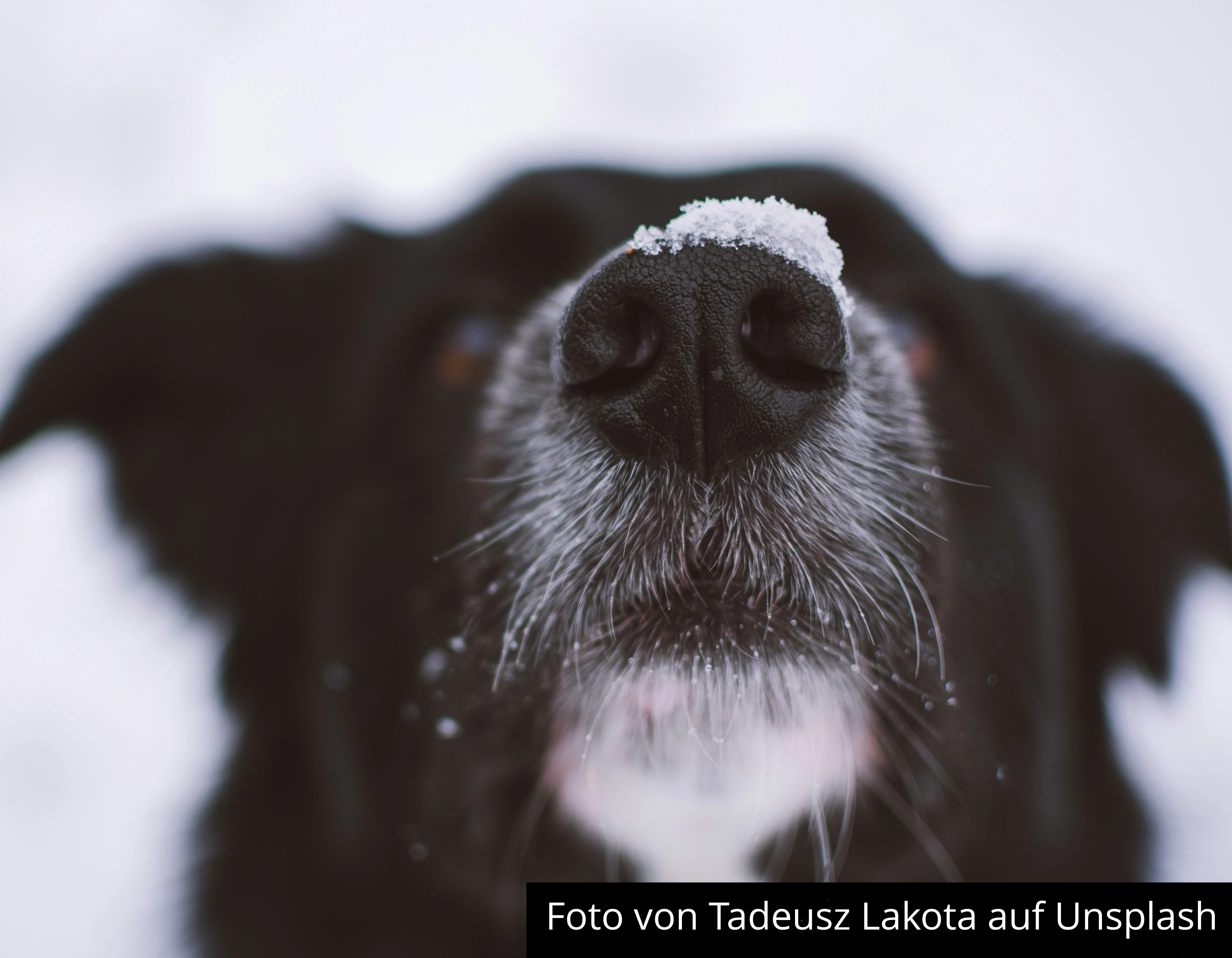 Alter Hund, na und?! Was ist bei der Ernährung alter Hunde zu beachten?