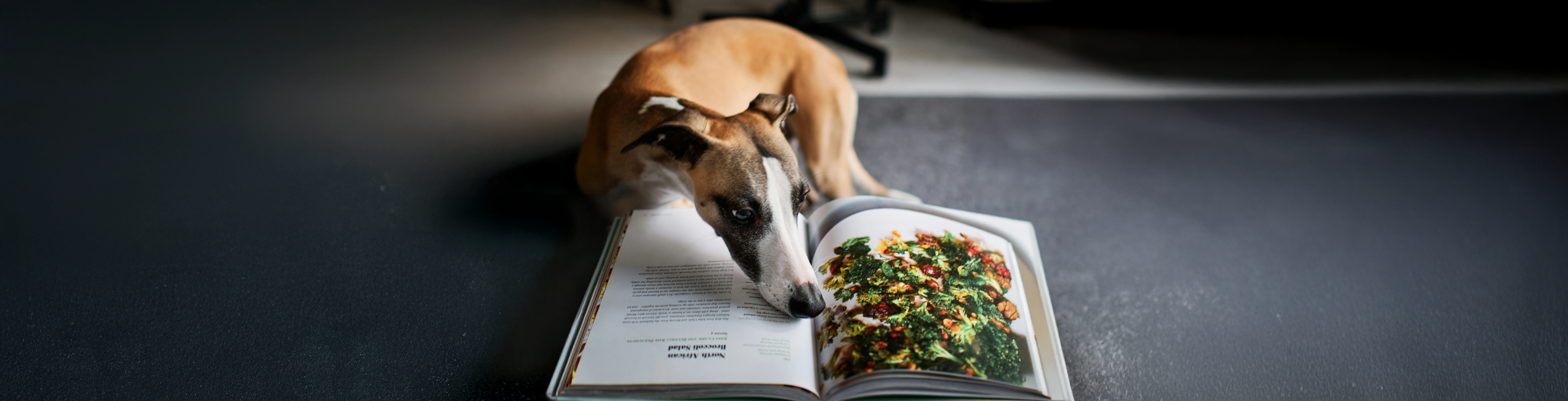 Brauchen Hunde Abwechslung beim Futter?