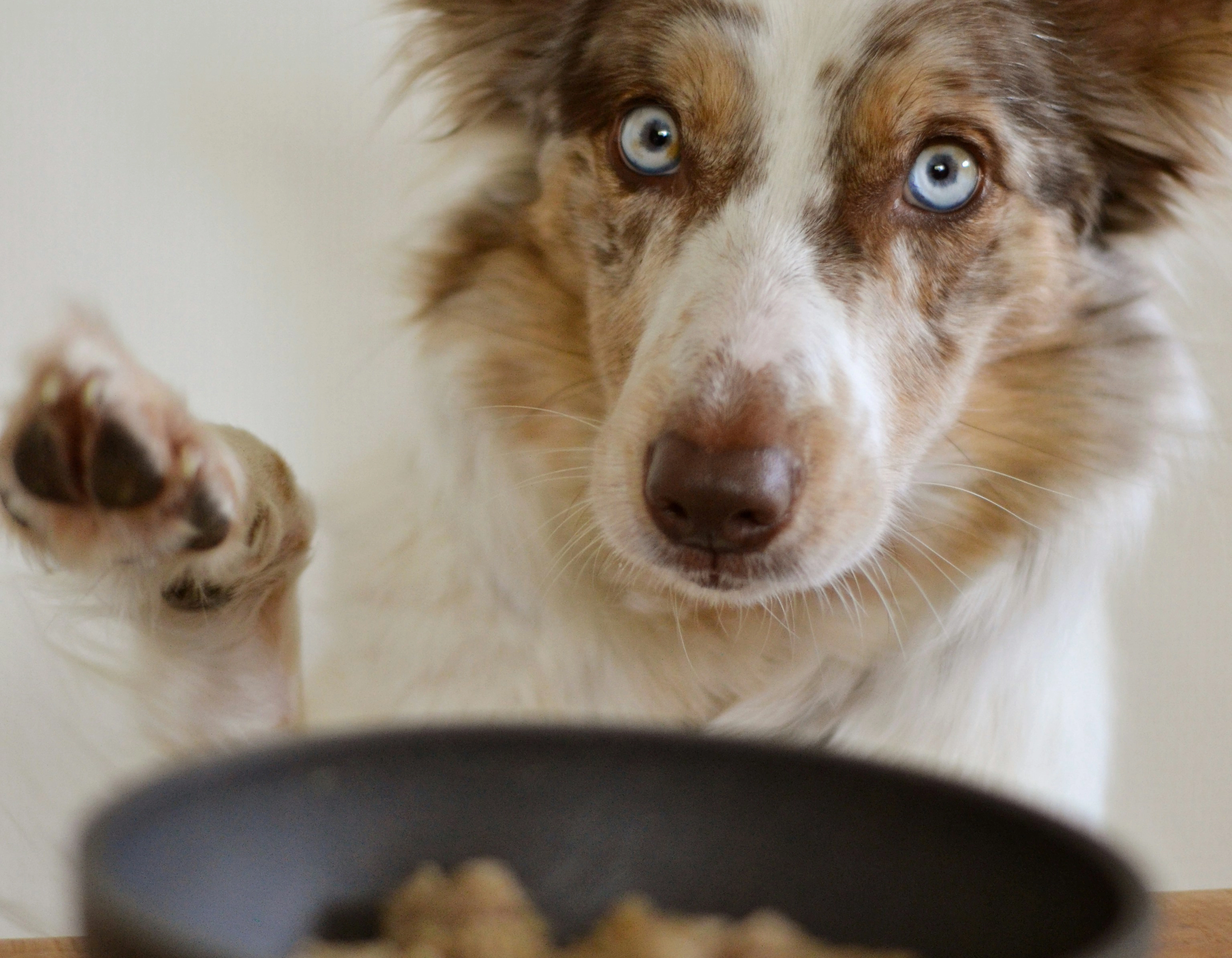 Ist Mischfütterung von Trocken- und Nassfutter erlaubt? Die Vorteile einer Kombifütterung für Hunde