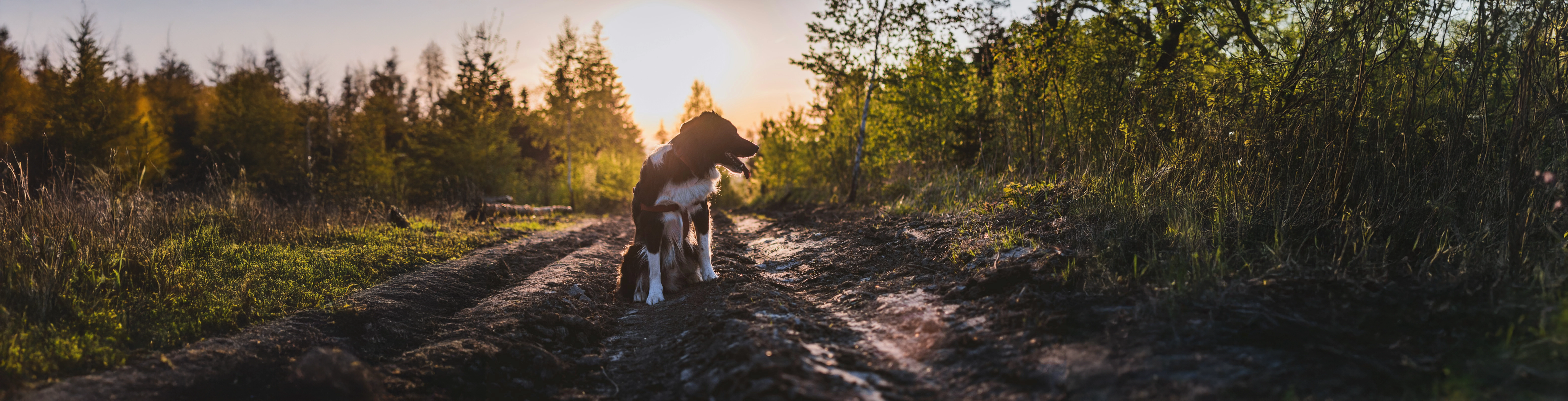 Alter Hund, na und?! Was ist bei der Ernährung alter Hunde zu beachten?